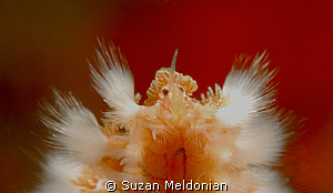 Grandma's Bonnet by Suzan Meldonian 